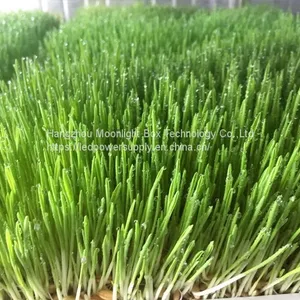 40HQ Hydroponic Fodder System Container Farmhydroponic Growing Systems Shipping Container Hydroponic System thumbnail-5