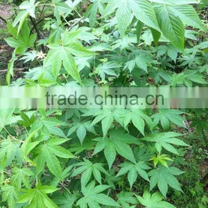 Natural Sweetener Rubusoside Sweet Tea Extract Sweet Tea Leaf thumbnail-1