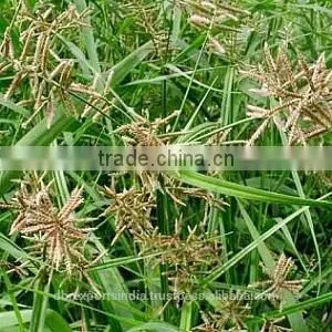 100% Nagarmotha Oil-Cypriol Oil thumbnail-1