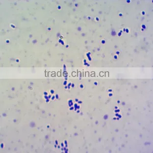 Laboratory Research Microgbiology Histology Prepared Microscope Slides Educational Prepared Slides for Microscopes thumbnail-1
