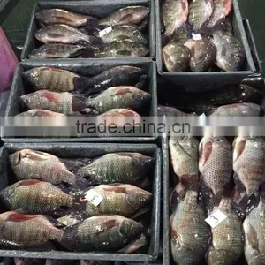 Best Quality Frozen Fish Tilapia From China thumbnail-2
