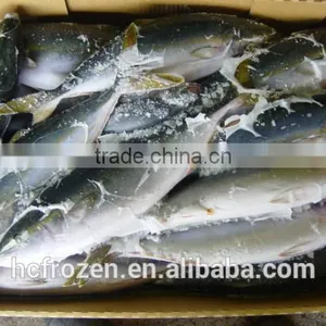 Frozen Japan Yellowtail thumbnail-2