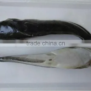 Farm Catfish Exporters and Manufaturers thumbnail-1