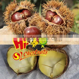 Organic Fresh Chestnuts Castanea Sativa Whole Chestnut thumbnail-5