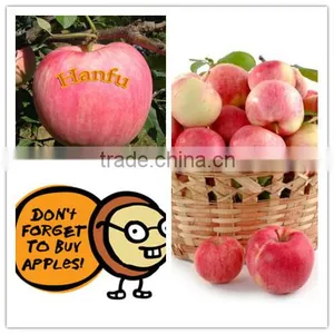 China Supplier of Fresh Red Delicious Bulk Fresh Apples Hanfu Apple Products thumbnail-1