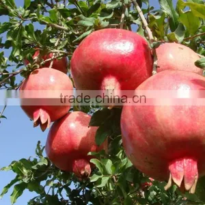 20%-90% Ellagic Acid Pomegranated Peel Extract Powder thumbnail-2