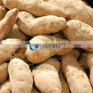 Commercial Potato Ginger Washer and Peeler Turnip Ginger Melon Fruit Ginger Washing and Peeling Machine thumbnail-5