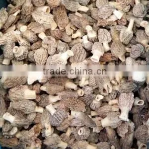 High Quality Frozen Wild Morels(morchella Conica) thumbnail-1