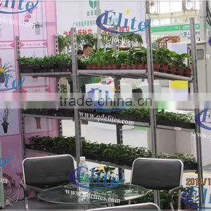 392 Plug Seedling in Greenhouse thumbnail-3