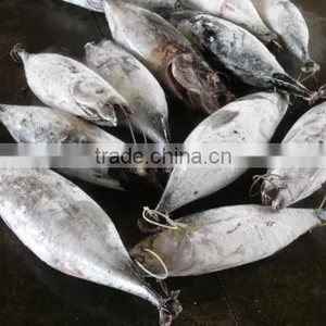 Sea Frozen Tuna thumbnail-1