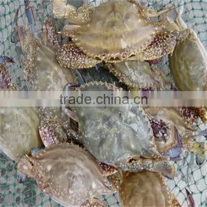 Frozen Perfect Good Blue Swimming Crabs From Better Factory thumbnail-1
