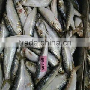 Frozen Seafood of Sardine Fish thumbnail-2