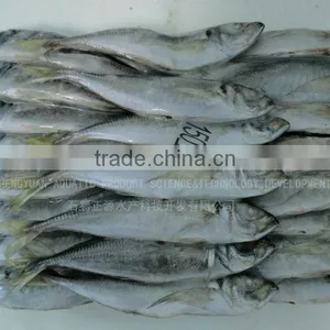 Frozen Fish Shipping All Arund The World thumbnail-2