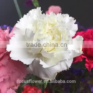 Fragrant Natural Fresh Carnation In Two Tone Plum Flower White For Weddings From Yunnan thumbnail-5