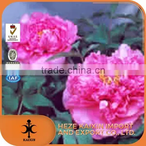 Hot Sale Paeoniflorin Tree Peony Root Bark thumbnail-1