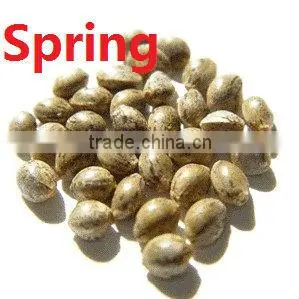 Hemp Seed thumbnail-1