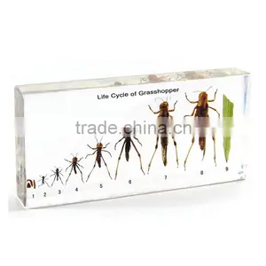 Grasshopper Specimen thumbnail-1