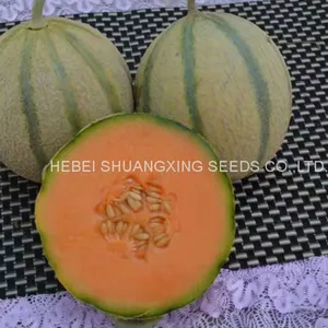 Stripe Sweet Cantaloupe Musk Melon Seed for Sale thumbnail-2