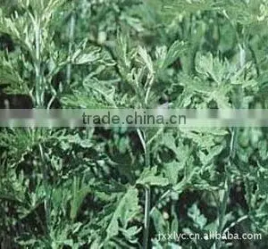 100% Natural Manufacturer Mugwort Oil/wormwood Oil thumbnail-1