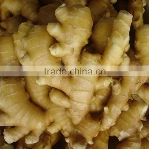 BEST PRICE VIETNAM FRESH GINGER thumbnail-5
