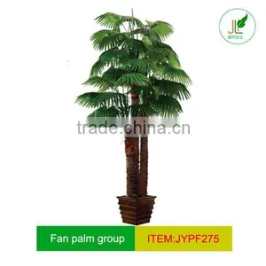Real Trunk Palm Tree in Group thumbnail-1