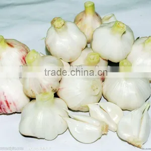 White Garlic thumbnail-1
