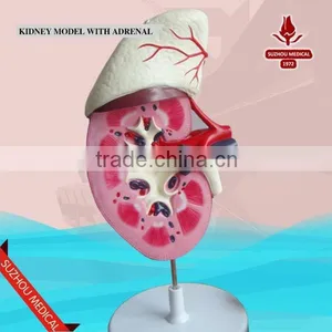 Kidney Model With Adrenal thumbnail-1