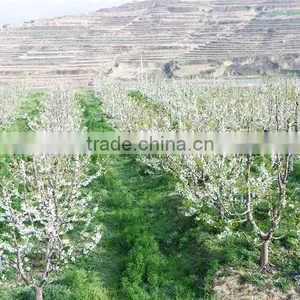 Import China Products Fresh Cherry High Quality Bagged thumbnail-5