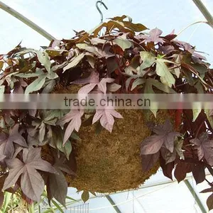 Sphagnum Moss Hanging Basket 14" Diameter thumbnail-1