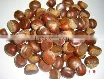 Sweet Chestnut for Sale thumbnail-3