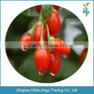 Chinese High Quality Fresh Goji Berries thumbnail-1