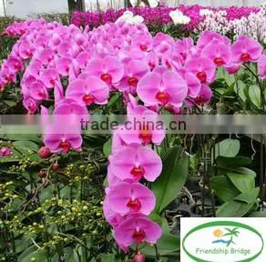 Colorful Phalaenopsis Seedling 5-8 Leaves in 3.5 Inch Pot for Exporting thumbnail-1