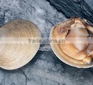 Clam thumbnail-1