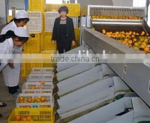 Navel Orange Grading Machine Sorter Grader thumbnail-1