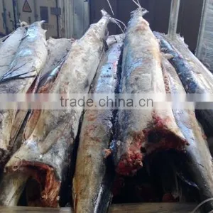 Sailfish DWT thumbnail-2