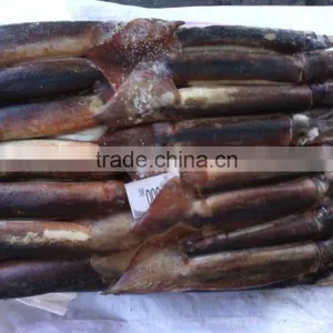 200-300g Frozen Illex Squid/Argentina thumbnail-1