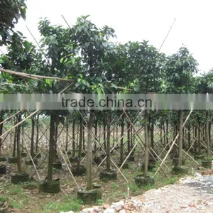 Ficus Altissima Potted for Outdoor Plants thumbnail-2
