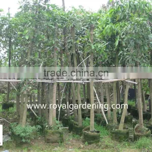Mangifera Indica Outdoor Plants thumbnail-2