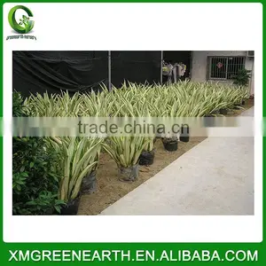 Furcraea Foetida (2) thumbnail-2