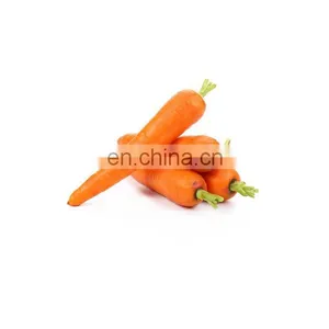 Natural Carrot Juice Extract Powder thumbnail-1
