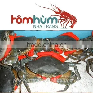 LIVE Mud Crab Vietnam: Male, Female, Egg Mud Crab thumbnail-1