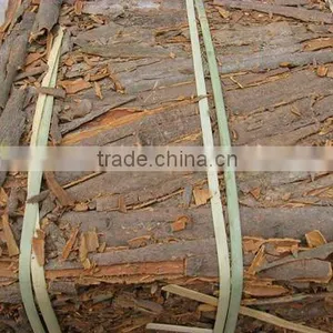 Cassia thumbnail-1