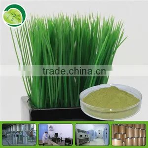 Top Quality Wheat Grass Powder for Juicer thumbnail-1