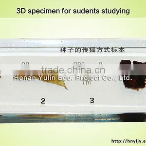 Students Learning Embedding/3D Primary School Standard Seed Dispersal Mode Specimen for Biology Teaching thumbnail-1
