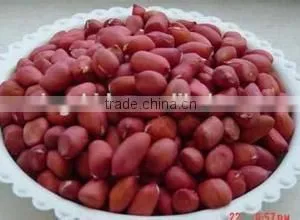 Red Skin Peanuts in Shell 50/60 40/50 , EU Standard thumbnail-2