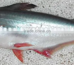 FROZEN PANGASIUS WHOLE ROUND thumbnail-2
