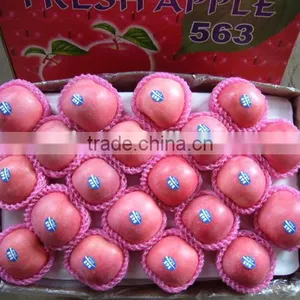 Fresh Fruit Apple for India Market thumbnail-2