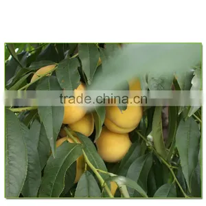 Yellow Peach Tree Seedling thumbnail-3
