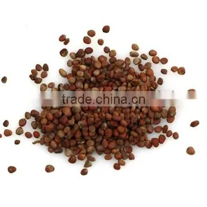 High Germination Seed of Raphanus Sativus thumbnail-1