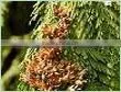 NATURAL & PURE CEDAR LEAF OIL thumbnail-3